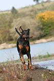 DOBERMANN 455